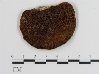 蜂窩菌屬藏品圖，第3張