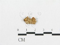 多孔菌屬藏品圖，第3張