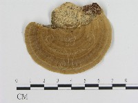 登錄號:F0008737藏品圖，第3張