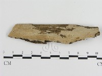 刺皮菌屬藏品圖，第1張