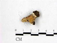 多年臥孔菌屬藏品圖，第1張