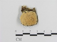 登錄號:F0008741藏品圖，第1張