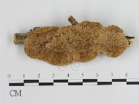 登錄號:F0008744藏品圖，第1張