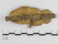 登錄號:F0008744藏品圖，第3張