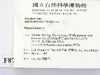 顯絲菌屬藏品圖，第2張