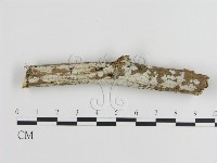 刺皮菌屬藏品圖，第1張