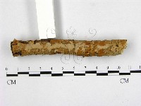 顯絲菌屬藏品圖，第1張