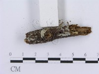 登錄號:F0008761藏品圖，第4張