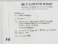 刺皮菌屬藏品圖，第2張