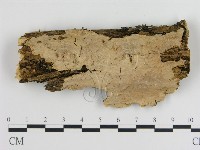 刺皮菌屬藏品圖，第1張