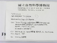 黄柄小孔菌藏品圖，第2張