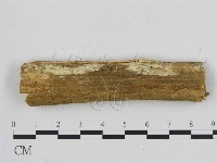 寡孔菌屬藏品圖，第1張