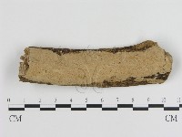 刺皮菌屬藏品圖，第1張