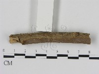 刺革菌屬藏品圖，第3張