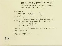 樹狀皮革菌屬藏品圖，第2張