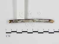 樹狀皮革菌屬藏品圖，第1張