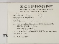 韌革菌屬藏品圖，第2張