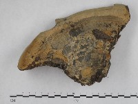 栓菌屬藏品圖，第1張