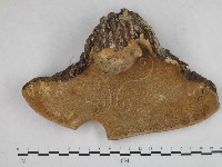 栓菌屬藏品圖，第3張