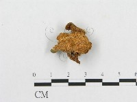 多孔菌屬藏品圖，第1張