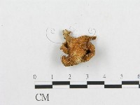 多孔菌屬藏品圖，第3張