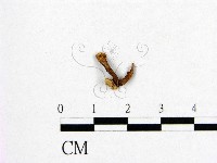 登錄號:F0008781藏品圖，第1張