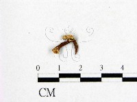 登錄號:F0008781藏品圖，第3張