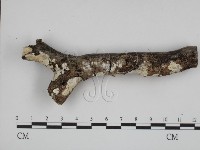 登錄號:F0008782藏品圖，第1張