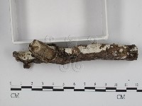 登錄號:F0008782藏品圖，第3張