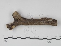 登錄號:F0008782藏品圖，第4張