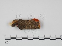 血紅密孔菌藏品圖，第3張