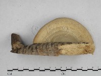 登錄號:F0008785藏品圖，第4張