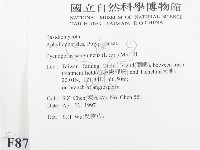 血紅密孔菌藏品圖，第2張
