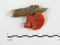 血紅密孔菌藏品圖，第1張