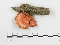 血紅密孔菌藏品圖，第3張