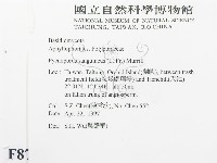 血紅密孔菌藏品圖，第2張