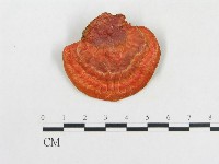 血紅密孔菌藏品圖，第3張