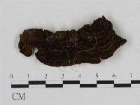 刺革菌屬藏品圖，第3張