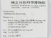 蜂窩菌屬藏品圖，第2張