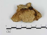 蜂窩菌屬藏品圖，第1張