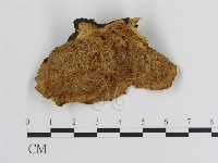 蜂窩菌屬藏品圖，第3張