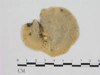 相鄰小孔菌藏品圖，第3張