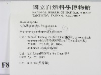 黄柄小孔菌藏品圖，第2張