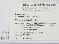 黄柄小孔菌藏品圖，第2張