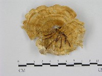 黄柄小孔菌藏品圖，第1張