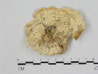 黄柄小孔菌藏品圖，第3張