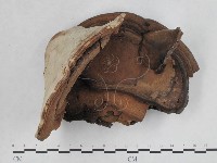 登錄號:F0008798藏品圖，第1張