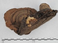 登錄號:F0008798藏品圖，第4張