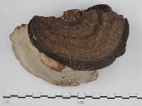 登錄號:F0008798藏品圖，第5張