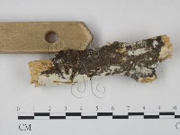 登錄號:F0008800藏品圖，第3張